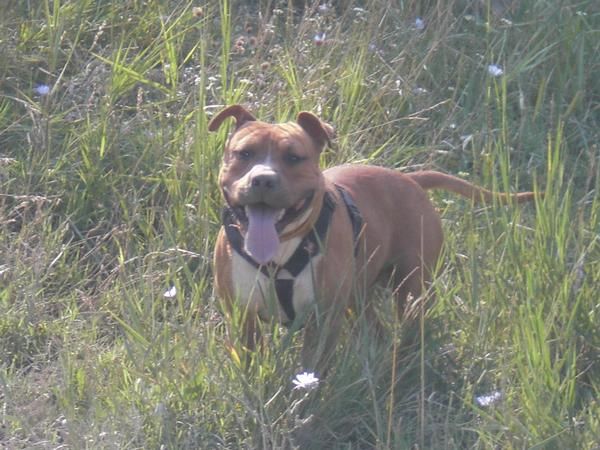 American Stanffordshire terrier Para Montas