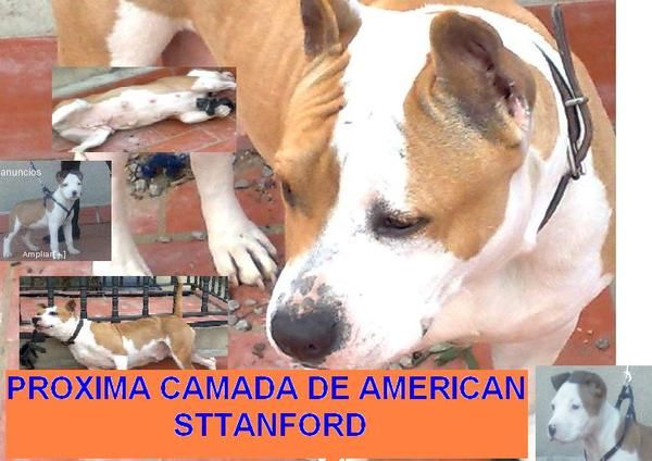 American Sttanford