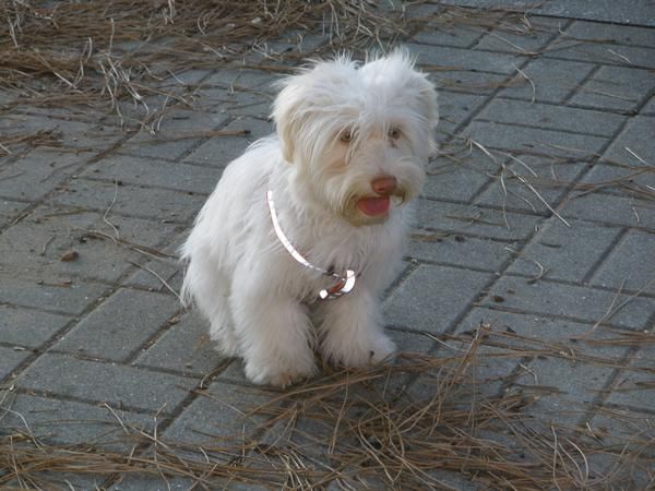 BICHON MALTES 7 MESES