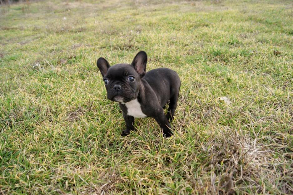 Bulldog frances,cachorro,magnifico ejemplar.