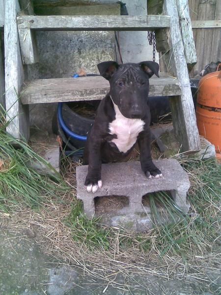 cachorro de bull terrier