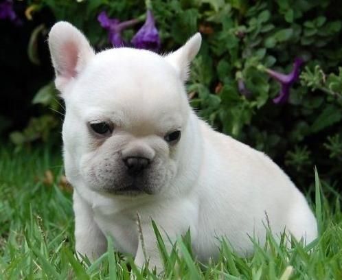 cachorro de bulldog frances150eur