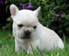 cachorro de bulldog frances150eur - mejor precio | unprecio.es