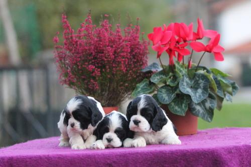 Cocker americano cachorros