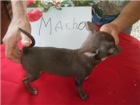 me quedan dos machos chihuahua de casi 4 meses son minis colos chocolate pelo corto - mejor precio | unprecio.es