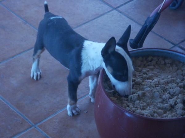 preciosa bull terrier