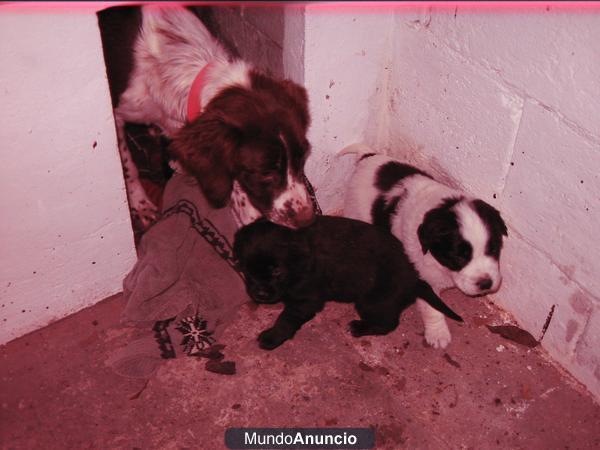 Se regala cachorrita mestiza de breton español