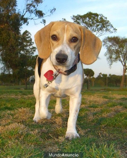 vendo cachorros de beagle