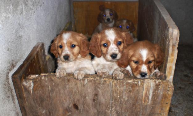 vendo cachorros-SPANIEL BRETON.