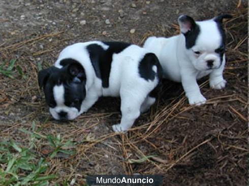 BULLDOG FRANCES, CACHORROS, perros, cachorros, criadero, venta.