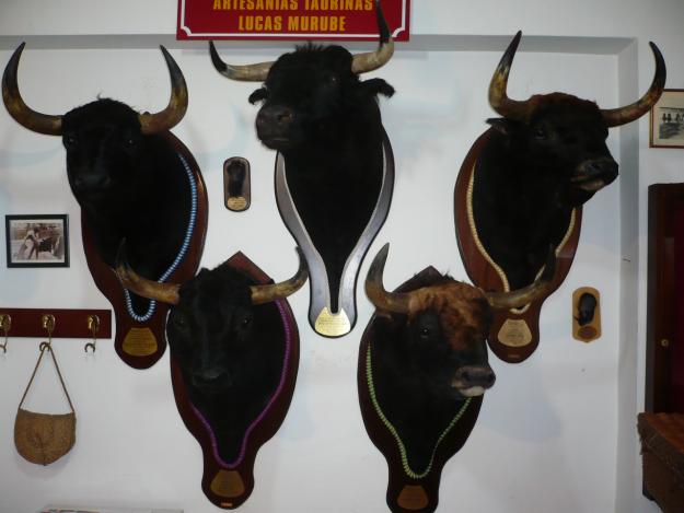 cabezas de toros bravos disecadas