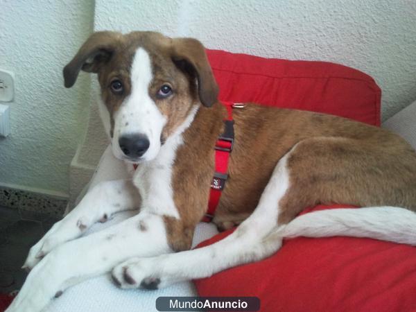 CACHORRO 5 MESES GRATIS