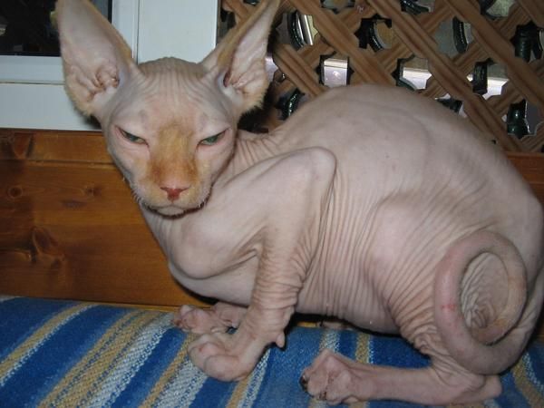 ESFINGE O SPHYNX