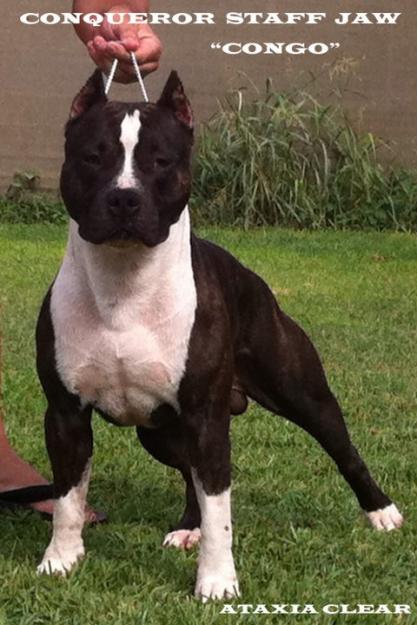 ESPECTACULAR American Staffordshire Terrier para MONTAS:::!!!