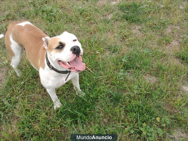 Hembra bulldog americano busca macho para monta