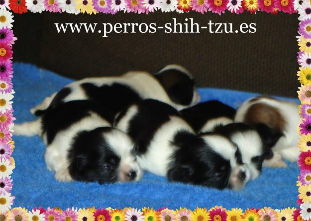 Venta de cachorros Shih-tzu TOY