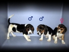 BEAGLES, PRECIOSA CAMADA, 250 Euros.. - mejor precio | unprecio.es