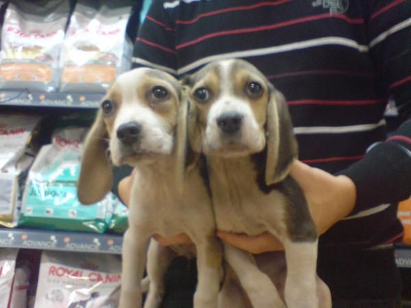 CACHORROS DE BEAGLE, CALIDAD EXCELENTE 450 EUROS