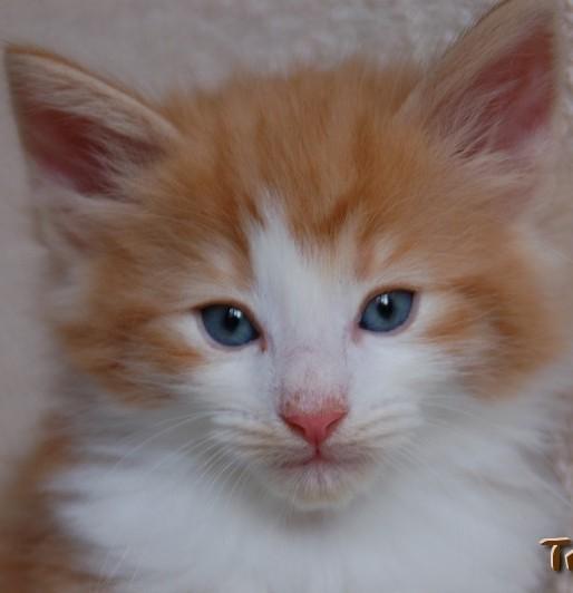 Disponibles Gatitos Bosque de Noruega con pedigri