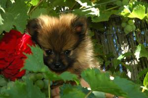 Pomerania macho