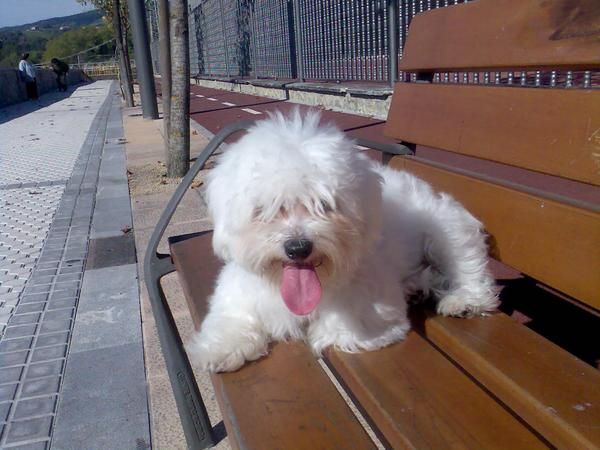 SE OFRECE BICHON MALTES PARA MONTA