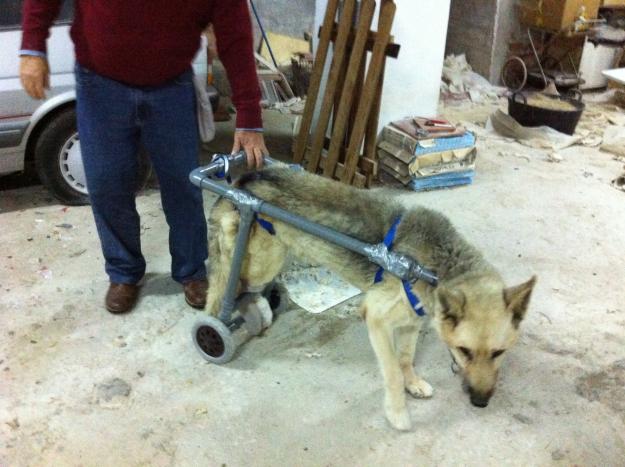 carrito para perros minusválidos