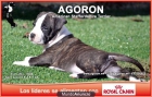 American Staffordshire Terrier cachorros con 1 mes - mejor precio | unprecio.es