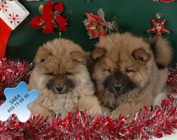 Cachorros de Chow-chow ¡preciosos cachorros
