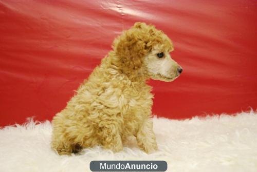 Caniche Toy Apricot, Listos para entregarse