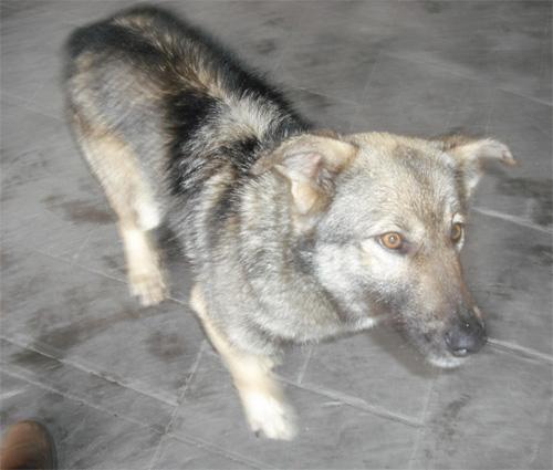 Preciosa Laky, abandonada urgente