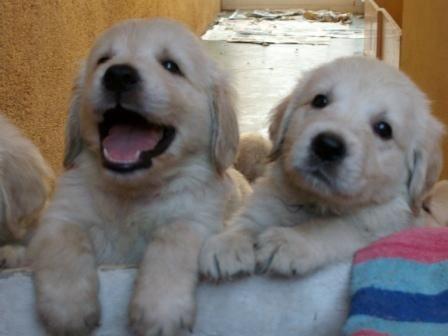 SE VENDEN CACHORROS EXCELENTE CAMADA GOLDEN RETRIEVER