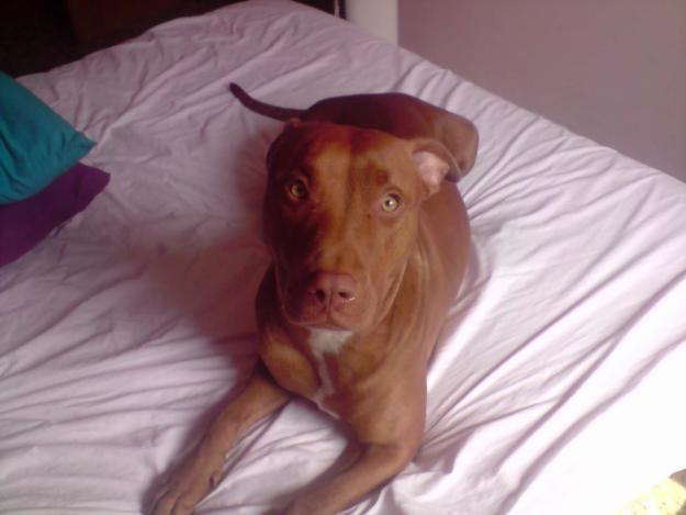 vendo pitbull red nouse