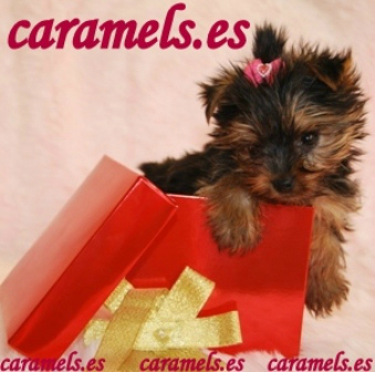 Yorkshire Terrier de 