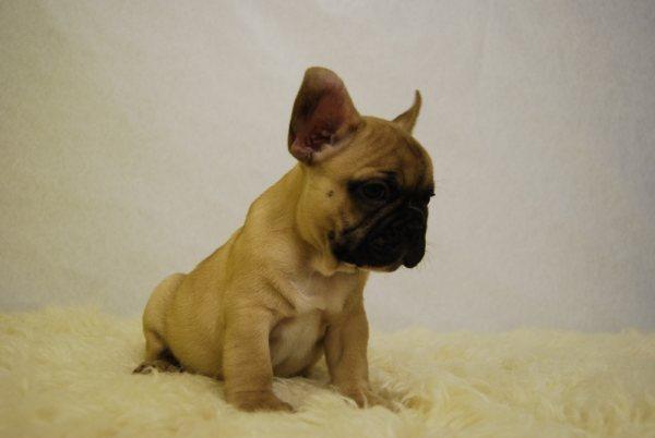 Bulldog frances Fawn, en venta