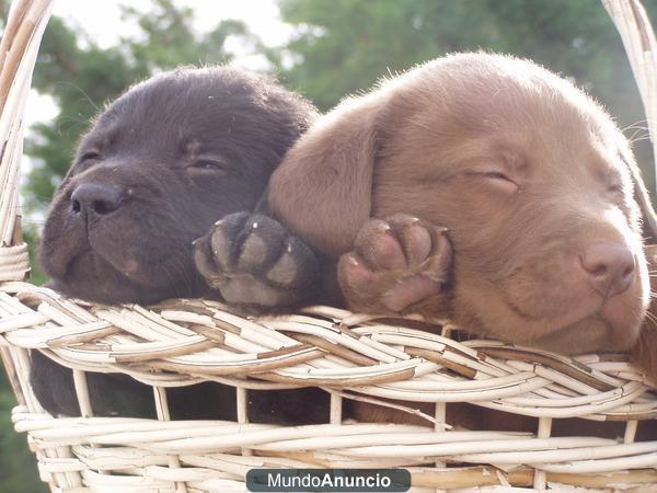 cachorros de labrador