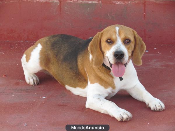 Doy en adopcion Beagle