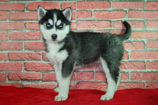 Husky los mejores Preciosos