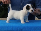 jack russell - parson russell - mejor precio | unprecio.es