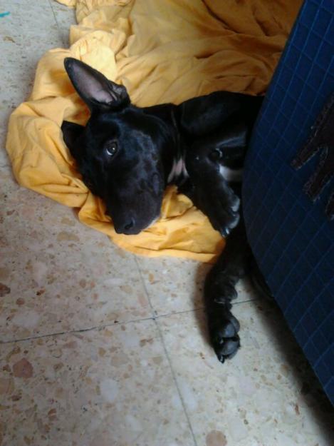 Se da en adopción (0 euros)