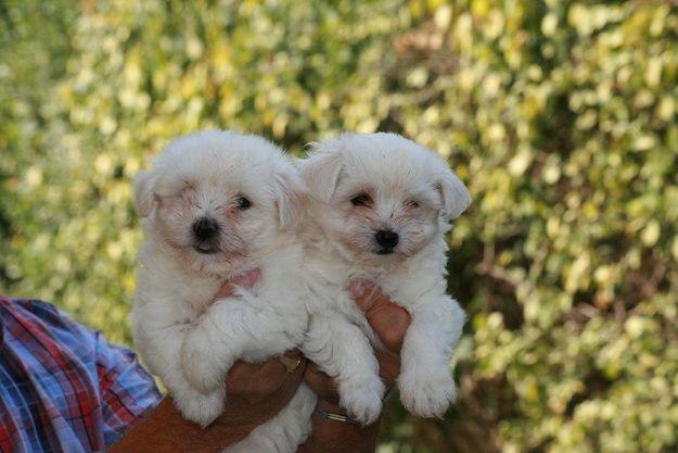 Bichon maltes con pedigree y afijo 360e