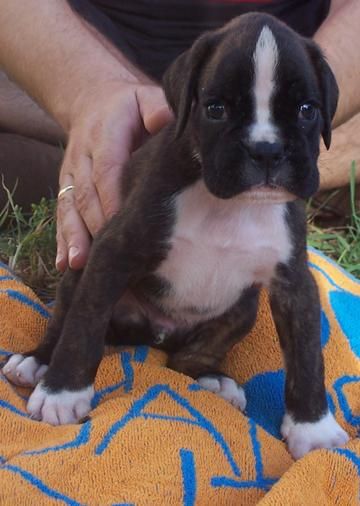 Boxer de Ciomedes cachorro macho atigrado