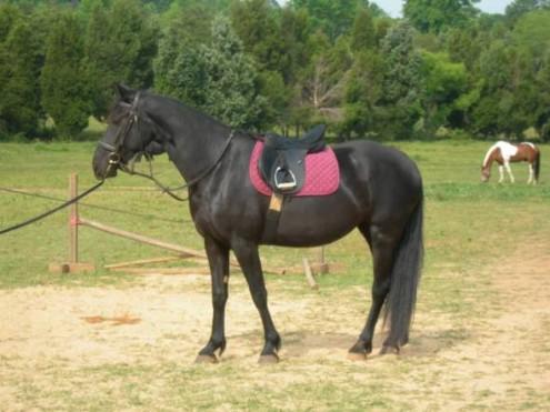 Caballo Frisón para un nuevo hogar