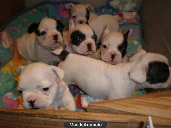 Cachorros bulldog frances e ingles, bichon, chihuahua...TIENDA