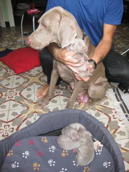 Cachorros de Weimaraner