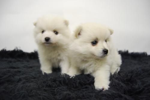 camadita de pomerania cachorros con dos meses, alta calidad