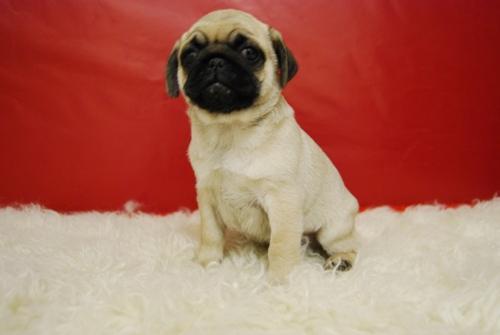 CARLINOS PUG PRECIOSOS CACHORROS DE CALIDAD