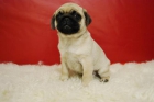 CARLINOS PUG PRECIOSOS CACHORROS DE CALIDAD - mejor precio | unprecio.es