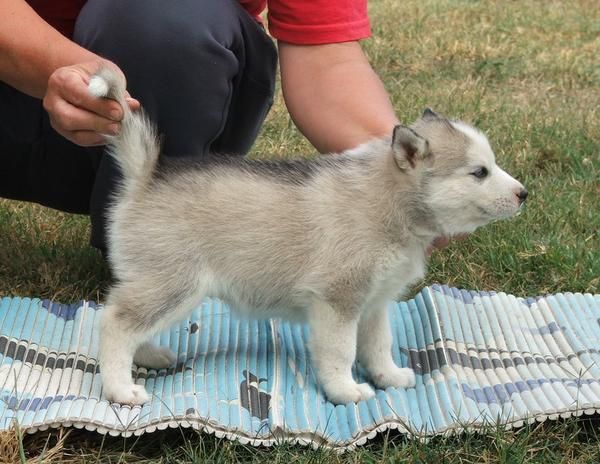 gris cachorro hembra husky siberiano (11 semanas)