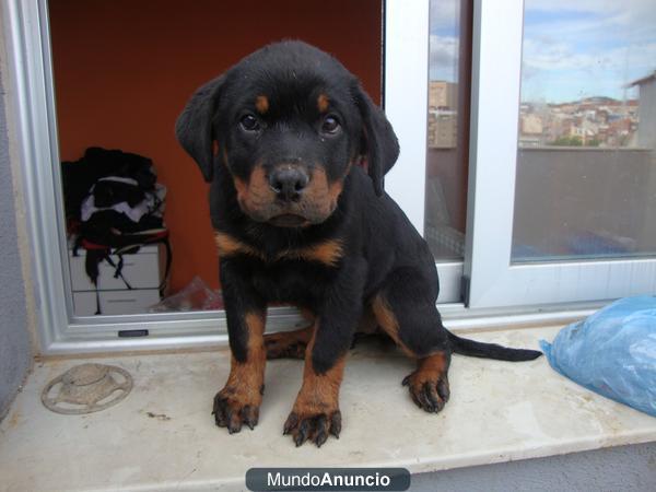 PRECIOSA CAMADA DE ROTTWEILER