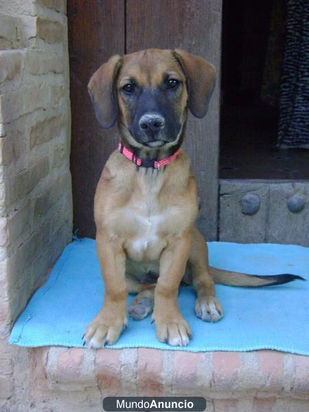 Regalo cachorro hembra (mestiza) 3 meses y medio. Vacunada.